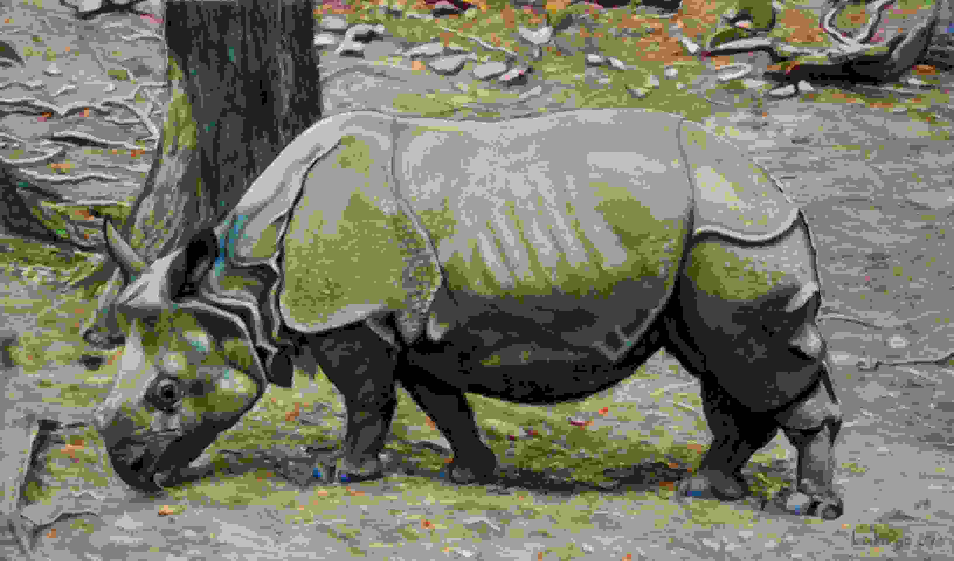 Rhinoceros